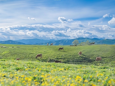 现代风景 草地 牧场 油菜 白天