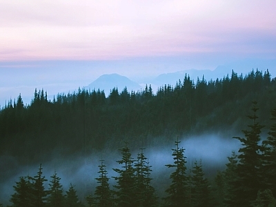 现代风景 森林 白天