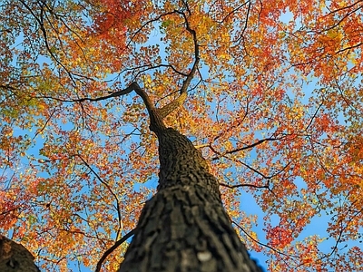 现代风景 秋季 树 天空 仰视