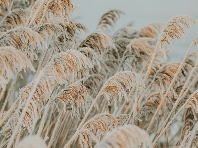 现代挂画 植物装饰挂画