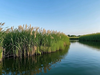 现代风景 芦苇 水面 白天