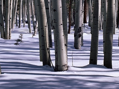 现代风景 桦树林 桦木林 雪地 树林