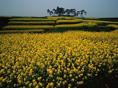 现代风景 花海