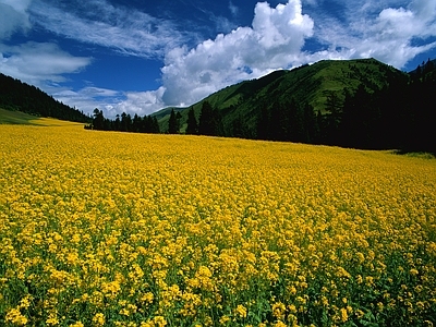 现代风景 花海