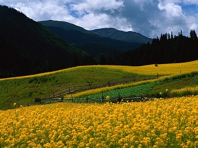 现代风景 花海