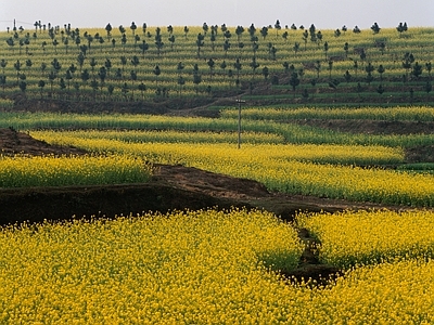 现代风景 花海