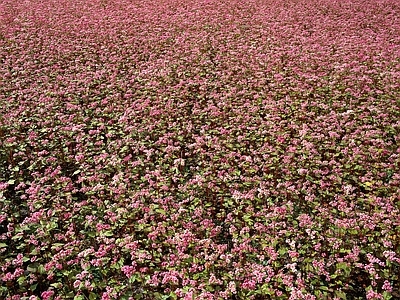 现代风景 花海