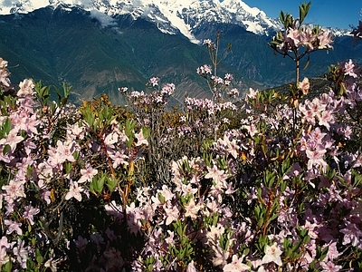 现代风景 花海