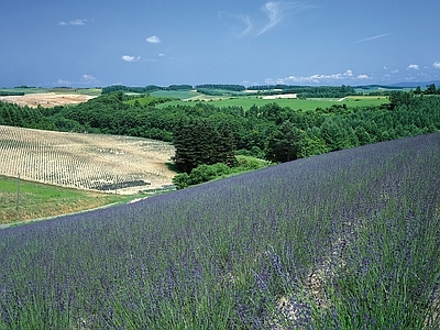 现代风景 花海