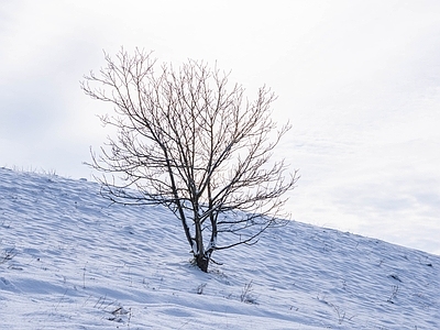 现代风景 雪景 孤寂 白天