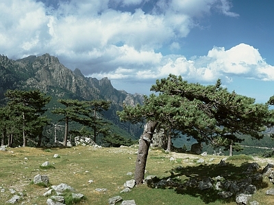 现代风景 山 松树