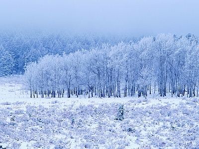 现代风景 林海雪原 雪景