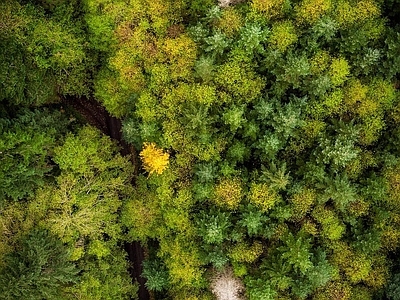 现代风景 树林森林平面素材