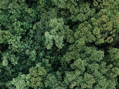 现代风景 树林森林平面素材