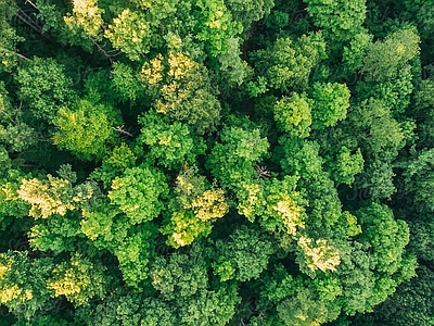 现代风景 树林森林平面素材