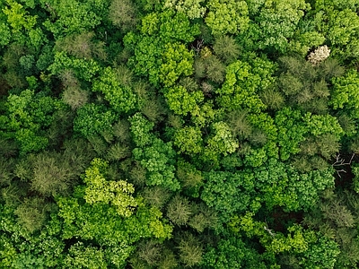 现代风景 树林森林平面素材