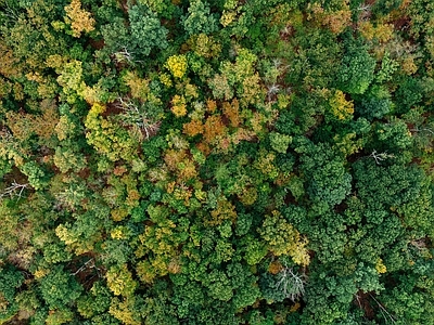 现代风景 树林森林平面素材