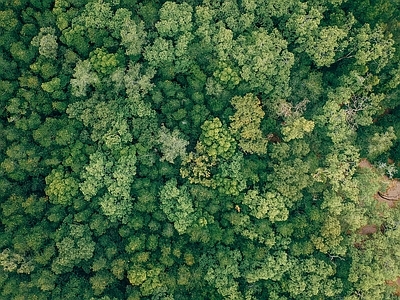 现代风景 树林森林平面素材