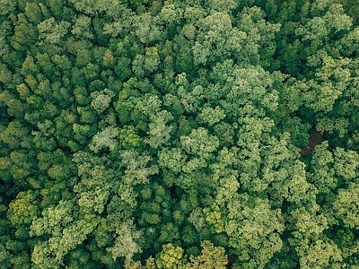 现代风景 树林森林平面素材