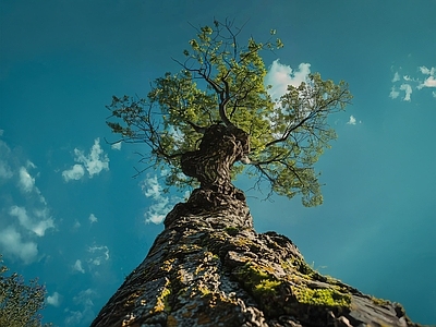 现代风景 自然 仰视 树 天空