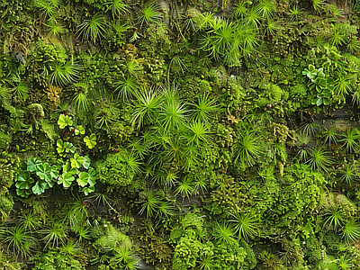 现代自然地面 苔藓 湿润环境 墙地面苔藓 绿色植物 自然