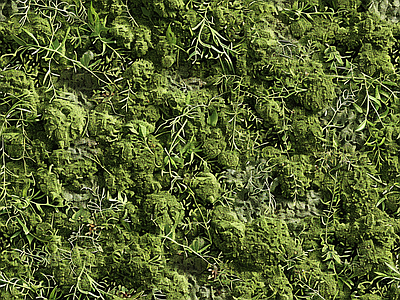 现代自然地面 苔藓 绿色植物 湿润环境 自然 墙地面苔藓