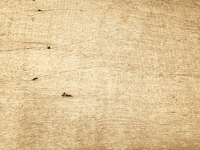 美式中式年轮 切面年轮树干切面 原木切面木纹