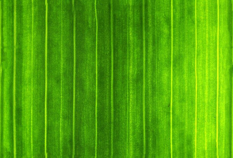 其他杂项-植物纹理 058贴图贴图下载_其他杂项-植物纹理 058贴图材质