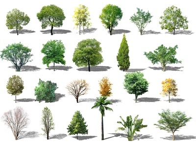 抠透明磨砂长虹玻璃树瘤木皮贴图平面树彩屏专用的树psd免抠树林 森林