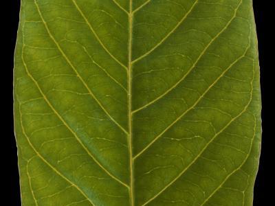 苍蝇树叶贴图_免费苍蝇树叶贴图下载【知末网贴图库】第1页