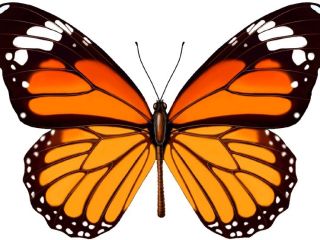 蝴蝶装饰画挂画壁画贴图下载【id:846551929】